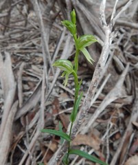 Pterostylis melagramma