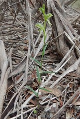 Pterostylis melagramma