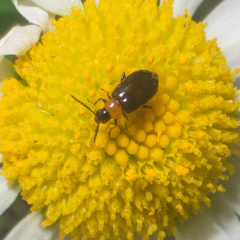 Luperomorpha xanthodera