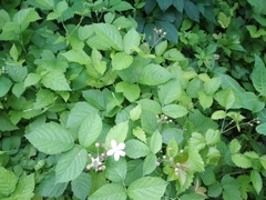 Rubus caesius
