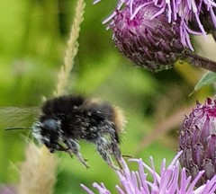 Bombus ruderarius