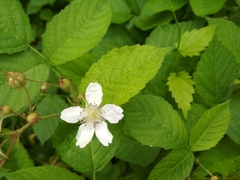 Rubus caesius