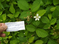 Rubus caesius