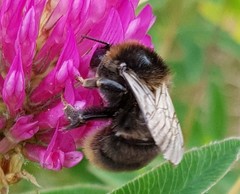 Bombus subterraneus