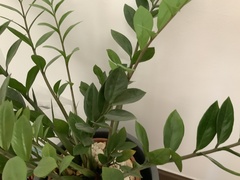 Zamioculcas