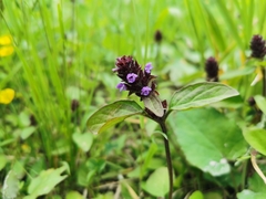 Prunella vulgaris