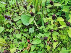 Prunella vulgaris
