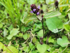 Prunella vulgaris