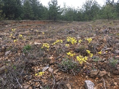 Biscutella laevigata
