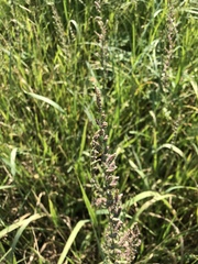 Beckmannia eruciformis