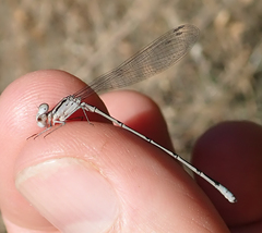 Pseudagrion coeleste