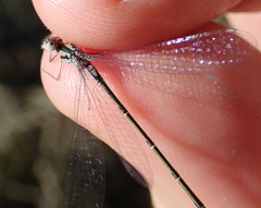 Pseudagrion coeleste