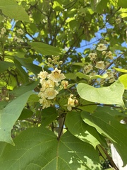 Catalpa bignonioides