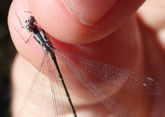 Pseudagrion coeleste