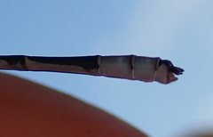 Pseudagrion coeleste