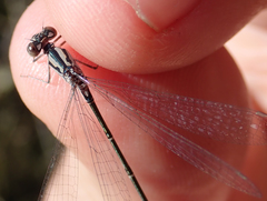 Pseudagrion coeleste