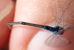 Pseudagrion coeleste