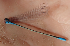 Pseudagrion coeleste