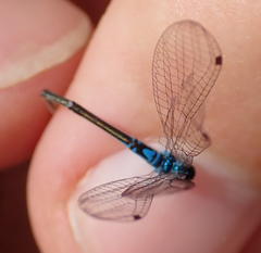 Pseudagrion coeleste