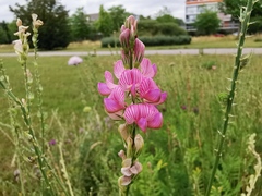 Onobrychis viciifolia