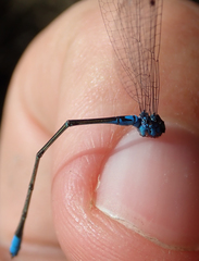 Pseudagrion coeleste