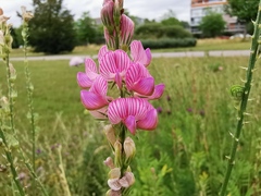 Onobrychis viciifolia