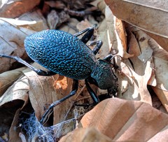 Carabus scabrosus tauricus