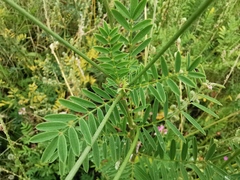 Onobrychis viciifolia