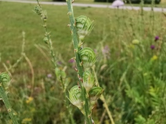 Onobrychis viciifolia