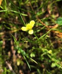 Ranunculus reptabundus