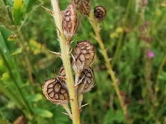 Onobrychis viciifolia