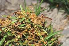 Cuscuta pentagona