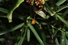 Cuscuta pentagona