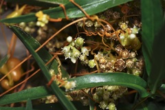 Cuscuta pentagona