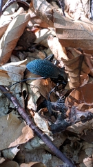 Carabus scabrosus tauricus