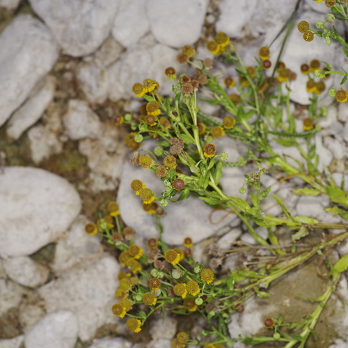 Image of Helenium microcephalum by (c) Michelle W. （鍾偉瑋）, some rights reserved (CC BY)