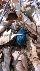 Carabus scabrosus tauricus