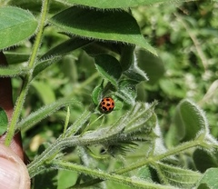Coelophora bissellata