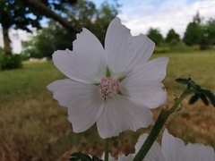 Malva