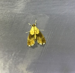 Agrotera nemoralis