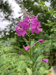 Chamaenerion angustifolium