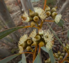 Eucalyptus diversifolia