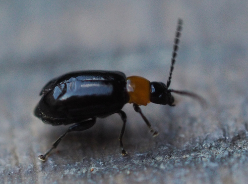 Rose Flea Beetle