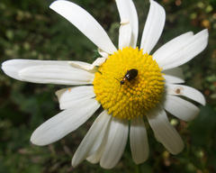 Luperomorpha xanthodera