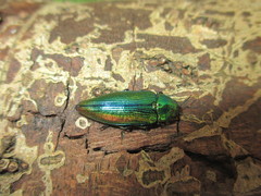 Eurythyrea aurata