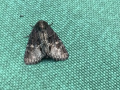 Phosphila turbulenta