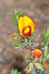 Pultenaea prostrata