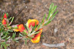Pultenaea prostrata