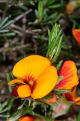 Pultenaea prostrata
