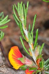 Pultenaea prostrata